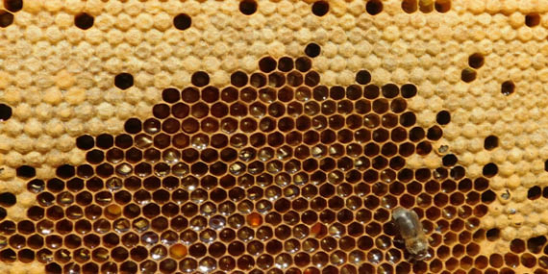 CONFERENCIA "APROXIMACIÓN AL MUNDO DE LAS ABEJAS" CON FÉLIX MORENO