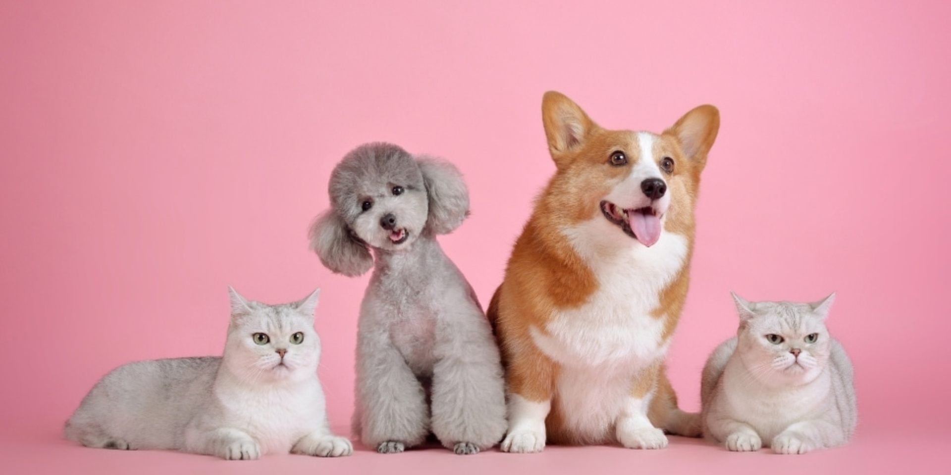 CHARLA ‘HABLEMOS DE ANIMALES’