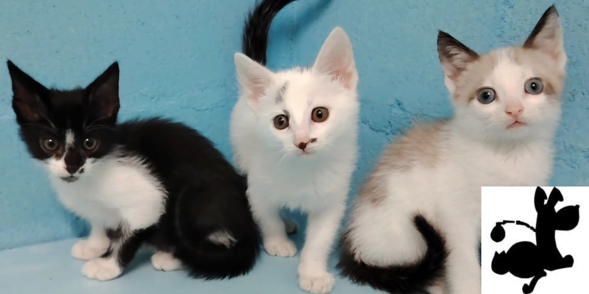 Día Mundial de los Animales: Recogida Solidaria de pienso